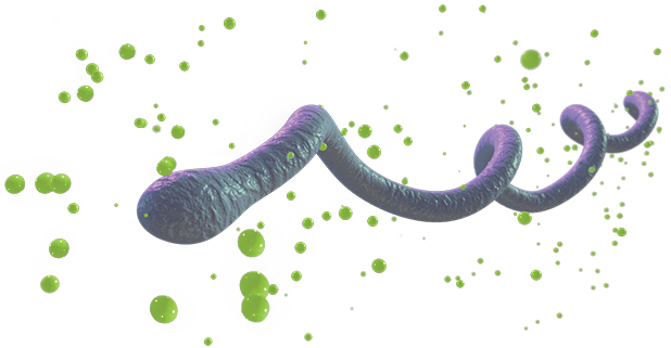 A graphical depiction of Borrelia bacteria releasing endotoxins