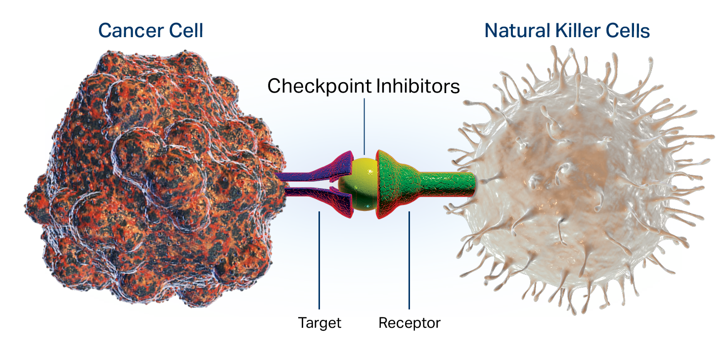 Illustration of cancer cell “fooling” the immune cell